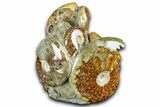 Tall Composite Ammonite Fossil Display - Madagascar #361350-1